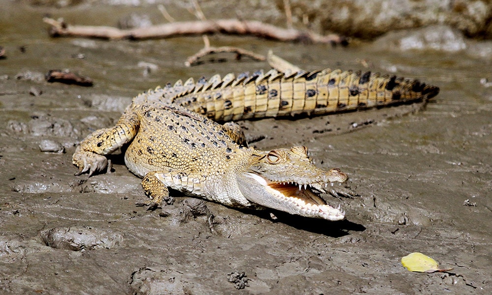 Whitsundays Wildlife Tours