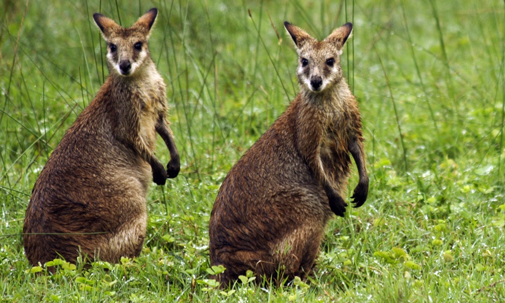 Whitsundays Wildlife Tours