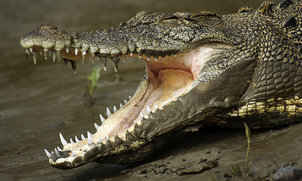 Whitsundays Wildlife Tours