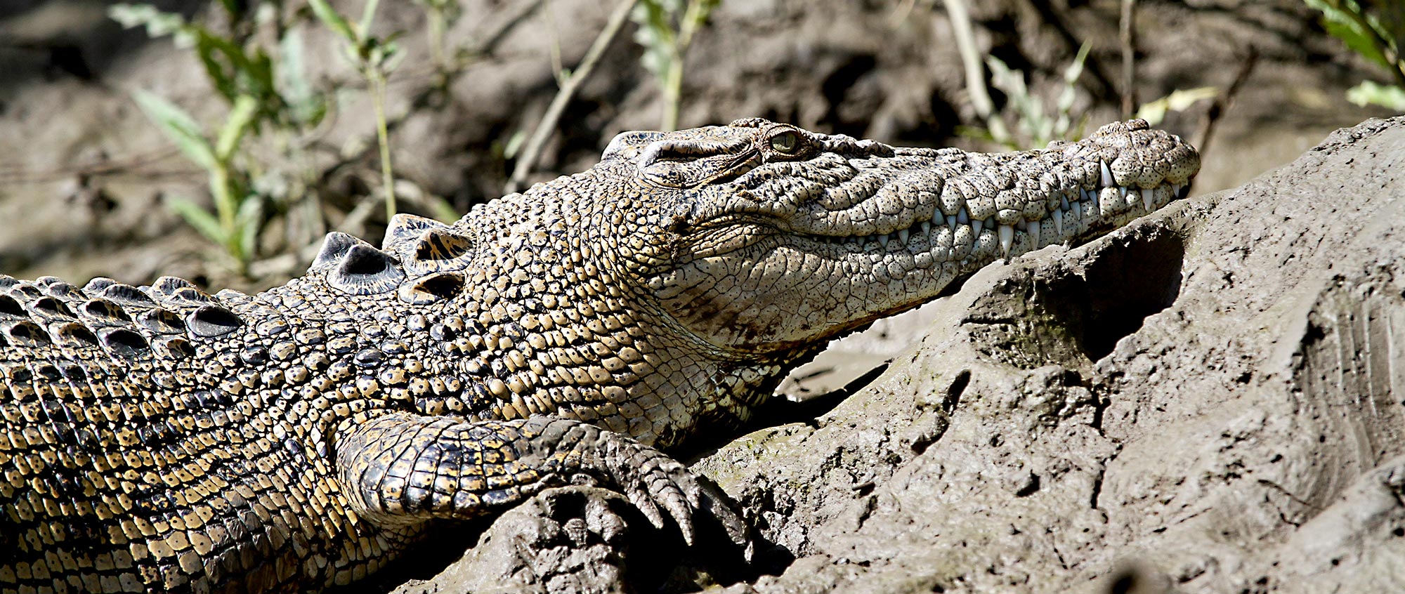 Whitsundays Day Tour