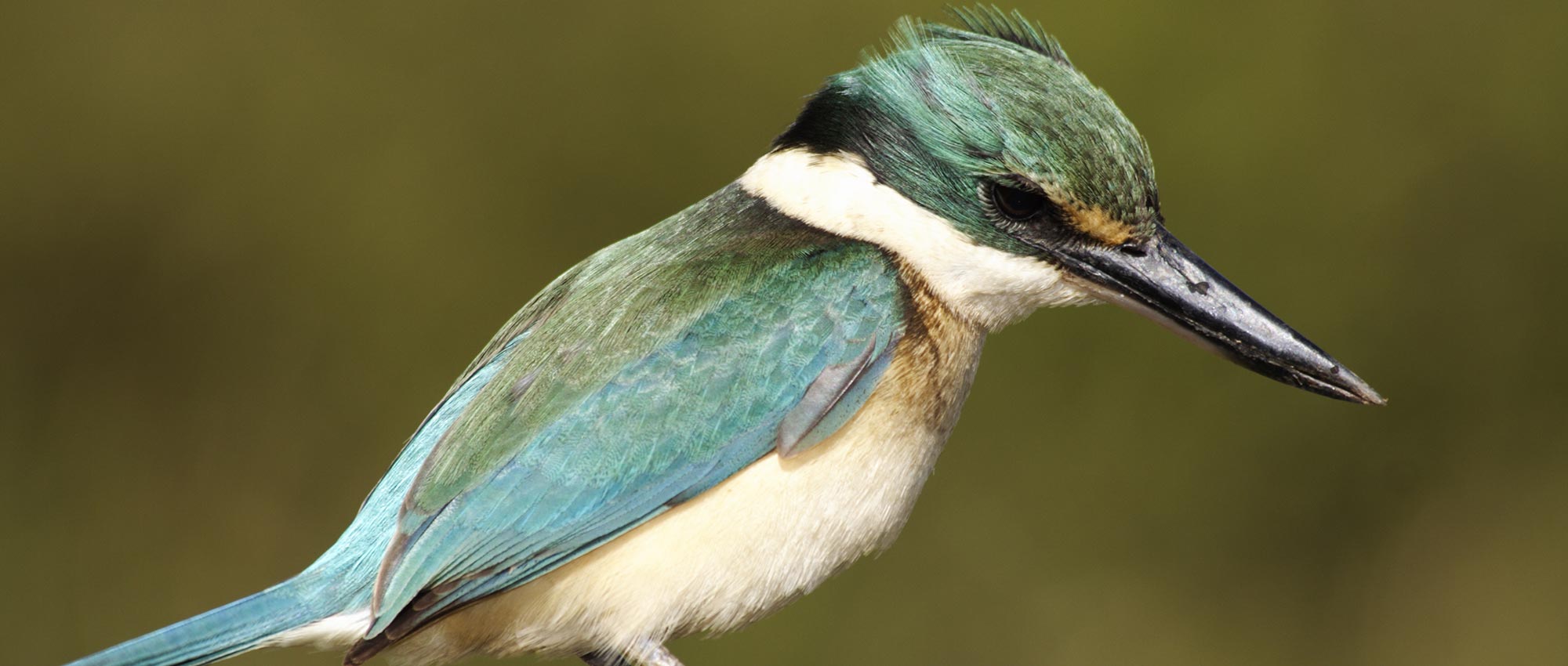 Airlie Beach Wildlife Tour