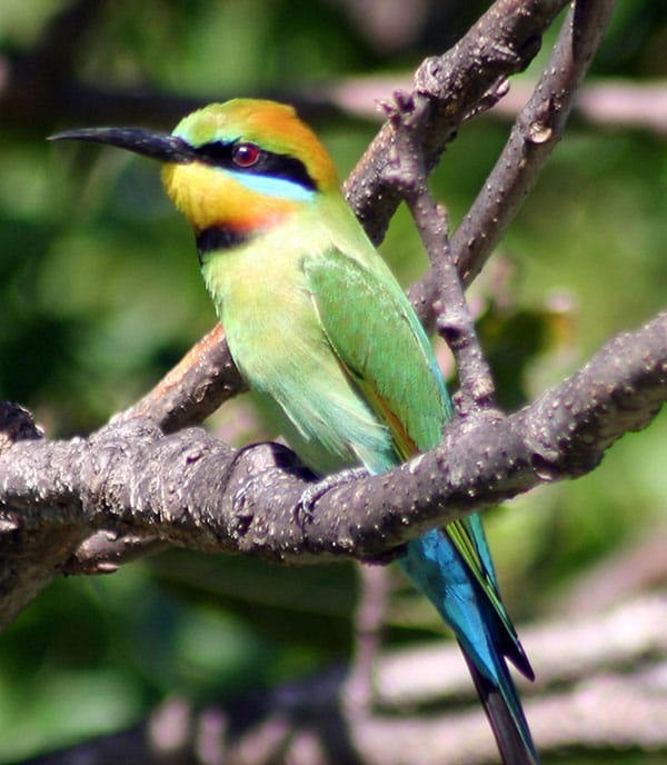 Whitsundays Day Tour